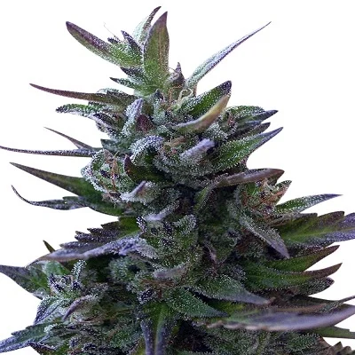 Nepal Mist van ACE Seeds