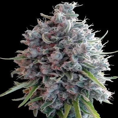 Killer A5 Haze van ACE Seeds