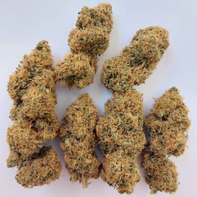 Magic Carrot van ACE Seeds