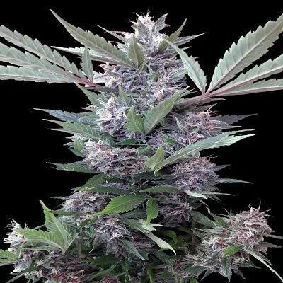 Bubba Kush x PCK van ACE Seeds