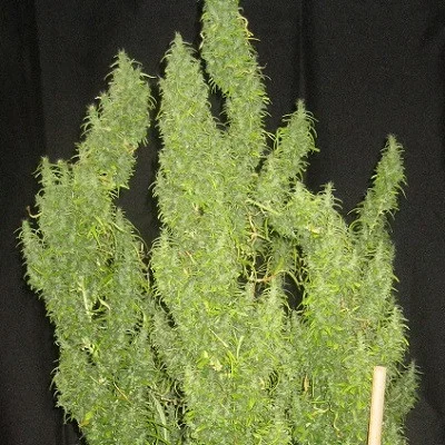 Thai van ACE Seeds