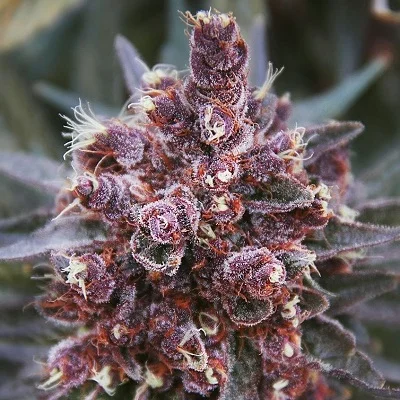 Violeta van ACE Seeds