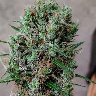 Papua New Guinea van ACE Seeds
