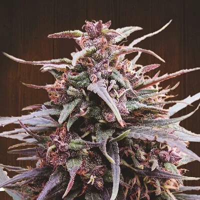 Purple Haze x Malawi van ACE Seeds