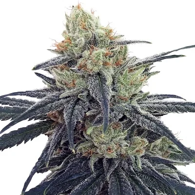 CBD #1 van ACE Seeds