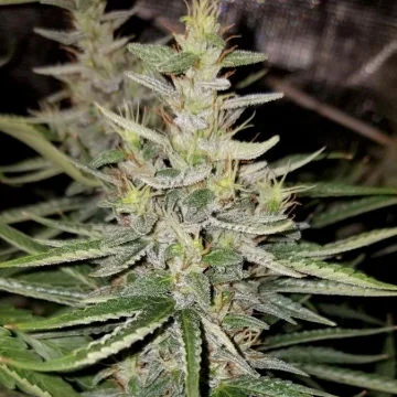 Thai x Panama van ACE Seeds