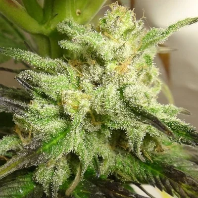 Kali China van ACE Seeds