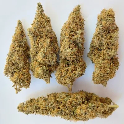 Colossus van ACE Seeds