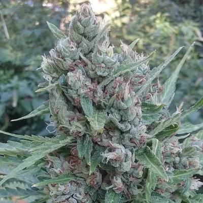 Zamaldelica van ACE Seeds