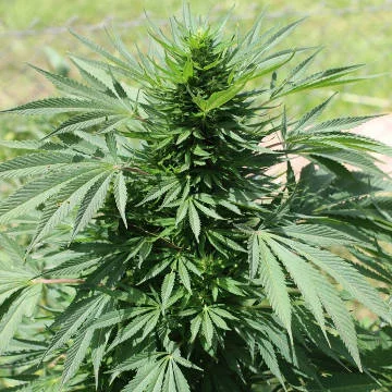 Moroccan Beldia Kif van ACE Seeds