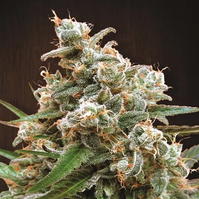 Nepal Jam van ACE Seeds