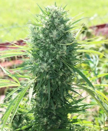 Moroccan Beldia Kif van ACE Seeds