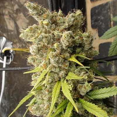 Super Malawi Haze van ACE Seeds