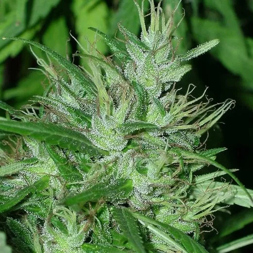 Congo van ACE Seeds