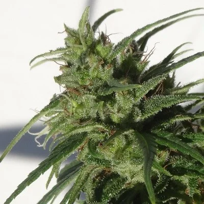 Ethiopian van ACE Seeds
