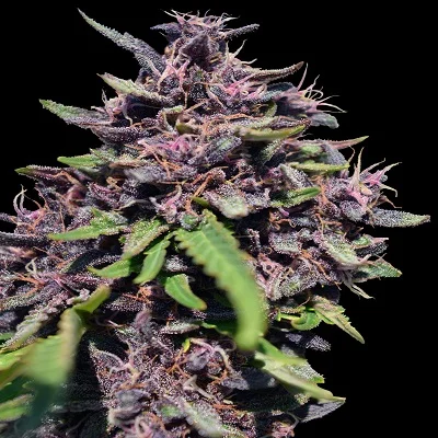 Panama x PCK van ACE Seeds