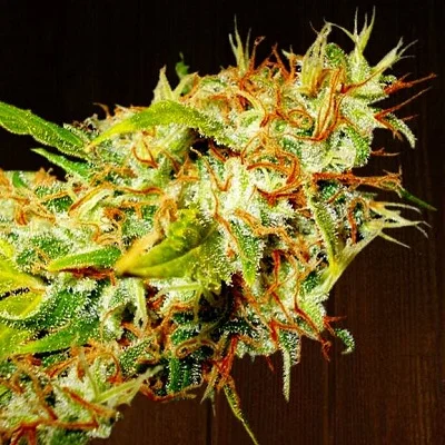 Zamaldelica van ACE Seeds