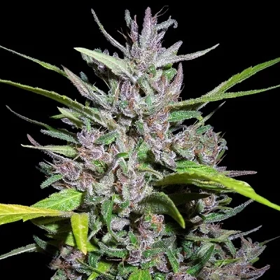 Honduras x Panama van ACE Seeds