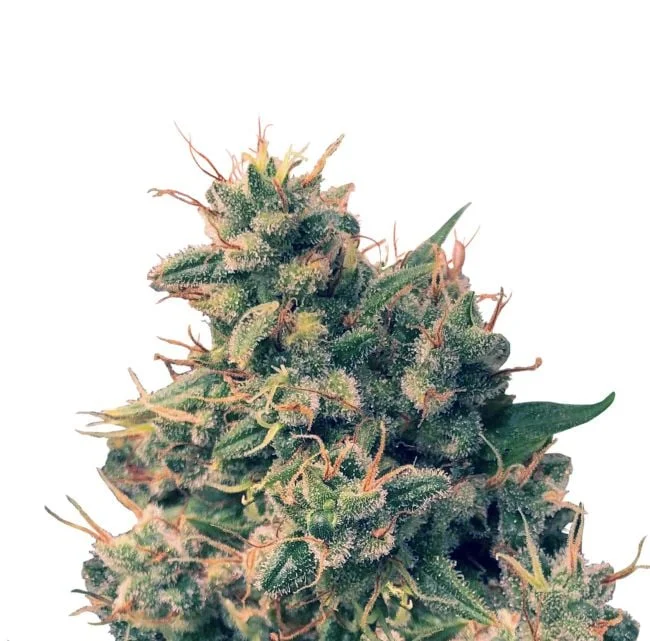 Guawi van ACE Seeds