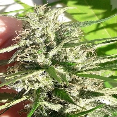 New Caledonia van ACE Seeds