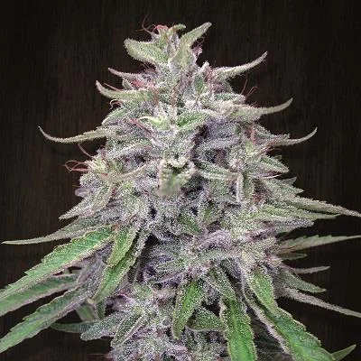 Bangui Haze van ACE Seeds