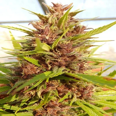 Malawi x PCK van ACE Seeds