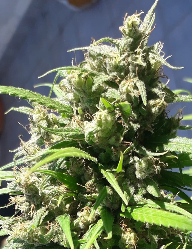 Oaxaca A5 Haze van ACE Seeds