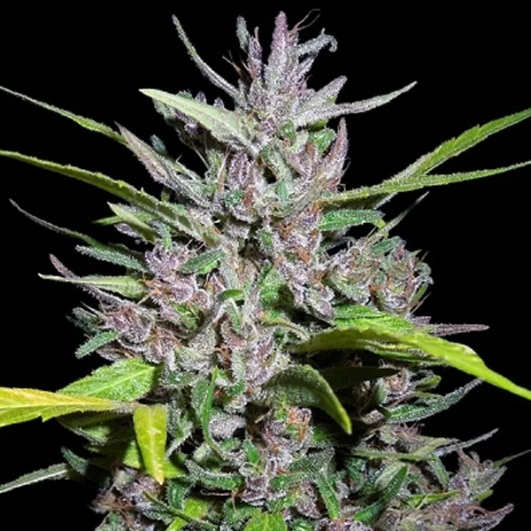 Honduras x Panama van ACE Seeds