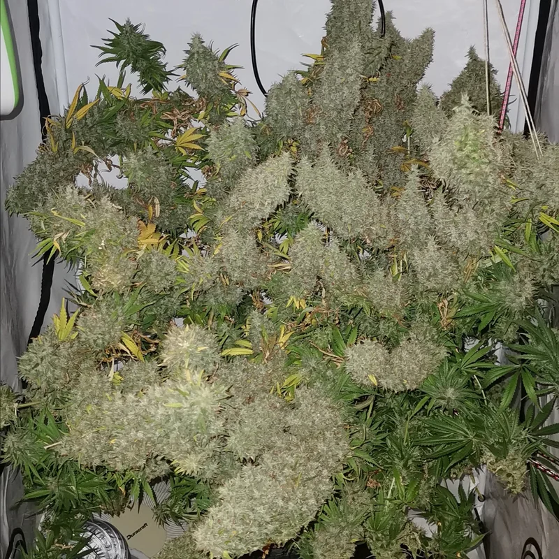 Panama x Bangi Haze van ACE Seeds