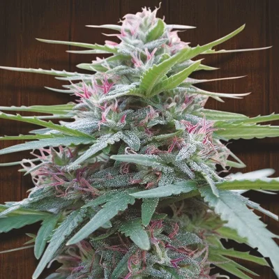 Panama van ACE Seeds