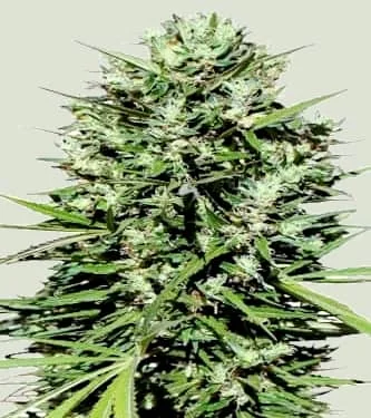 Moroccan Beldia Kif van ACE Seeds
