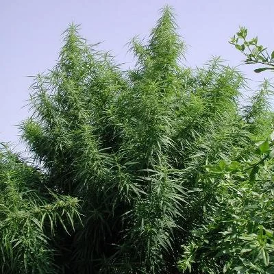 Tropical Mix van ACE Seeds