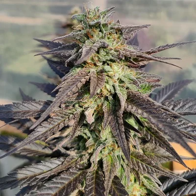 Zamaldelica x Kali China van ACE Seeds