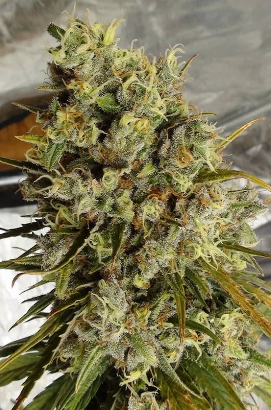C5 Haze x Kali China van ACE Seeds
