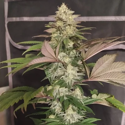 PCK x Erdpurt van ACE Seeds