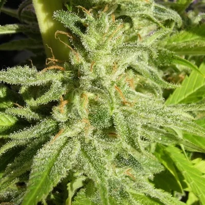 Orient Express van ACE Seeds