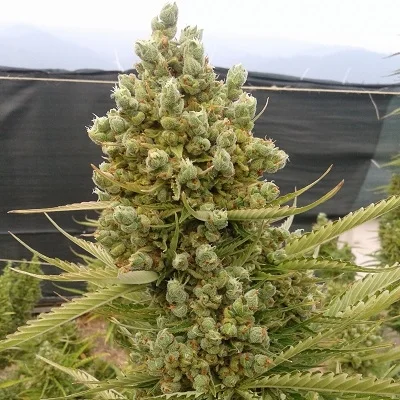 Malawi x Northern Lights van ACE Seeds