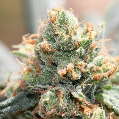 HashTonic van ACE Seeds