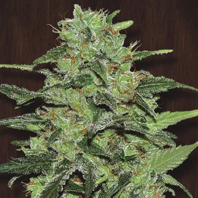 Malawi van ACE Seeds