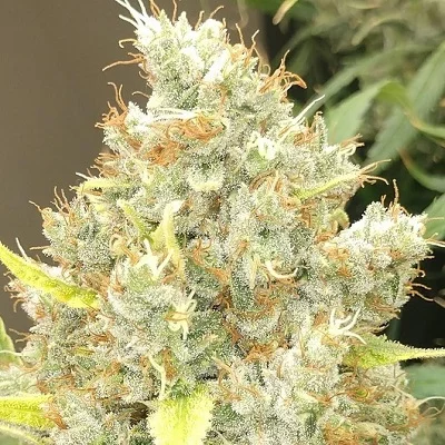 Malawi x Panama van ACE Seeds