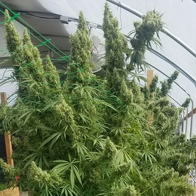 Honduras van ACE Seeds