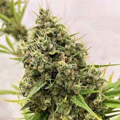 Guawi van ACE Seeds