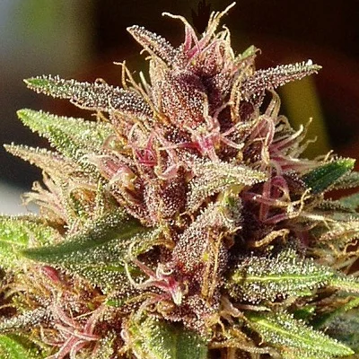 ErdPurt van ACE Seeds