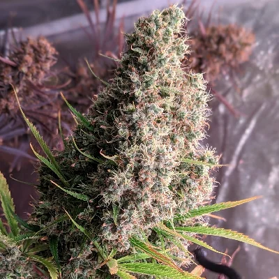 Golden Tiger van ACE Seeds