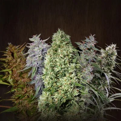 ACE Mix by ACE Seeds