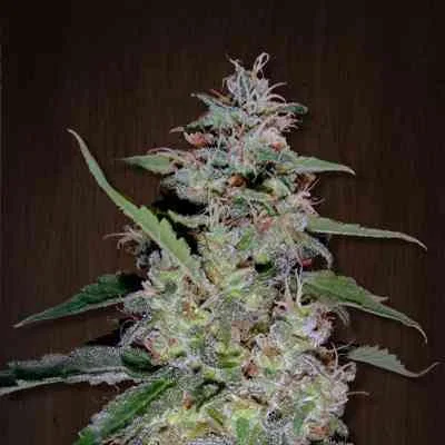 China Yunnan van ACE Seeds