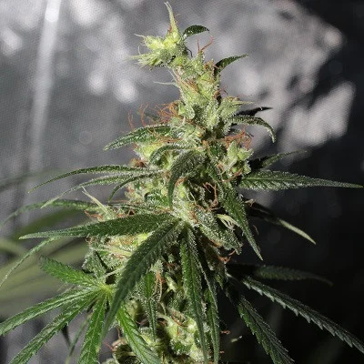 Thai A5 Haze van ACE Seeds