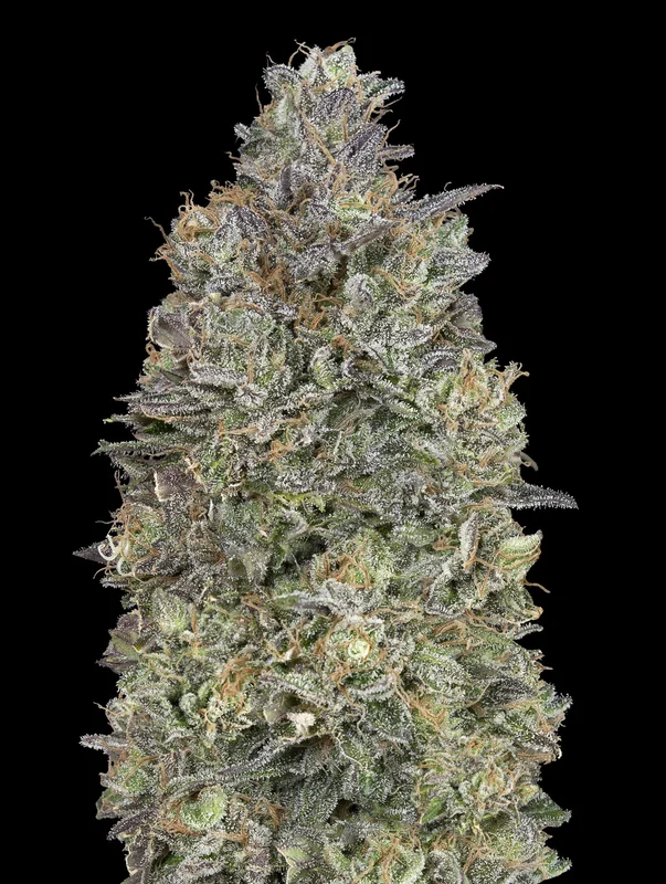 Critical Purple Kush van Advanced Seeds