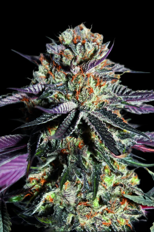 Zerealz Milk van Advanced Seeds