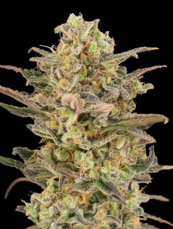 Somango Glue van Advanced Seeds